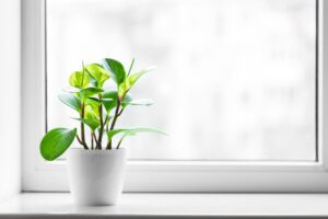 cette plante fait fuir tiques et moustiques