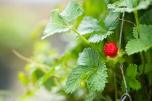 fraise fruit toxique