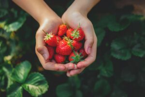 fraises maison sont moins sucrées