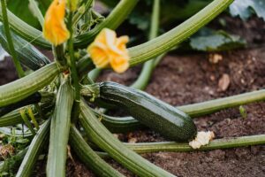 melons, courgettes, tomates