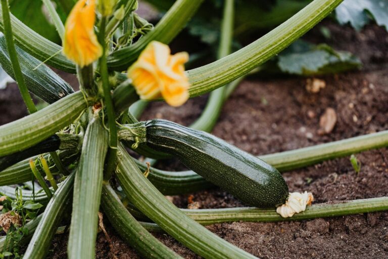 melons, courgettes, tomates