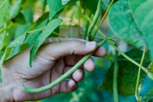 plantent leurs haricots verts différemment