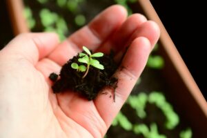 plantes médicinales à semer